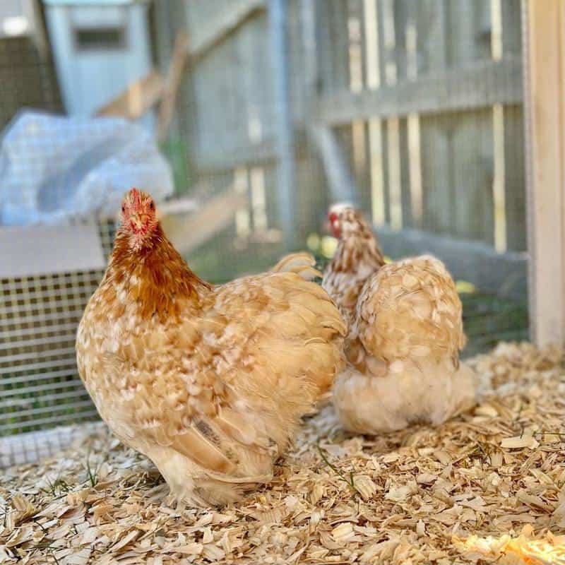 cochin bantam chicken