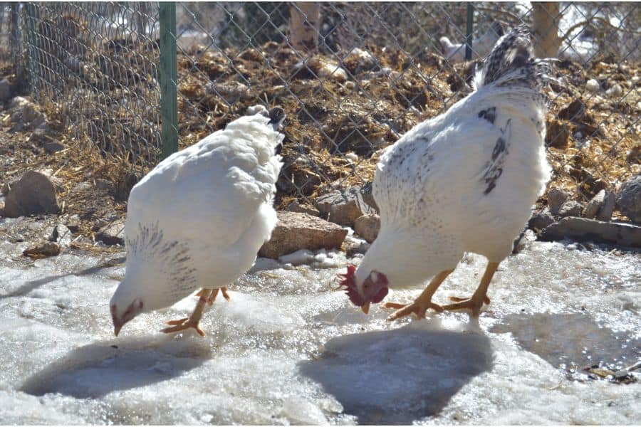 delaware chicken