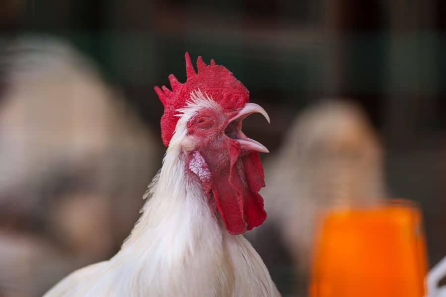 do chickens have teeth