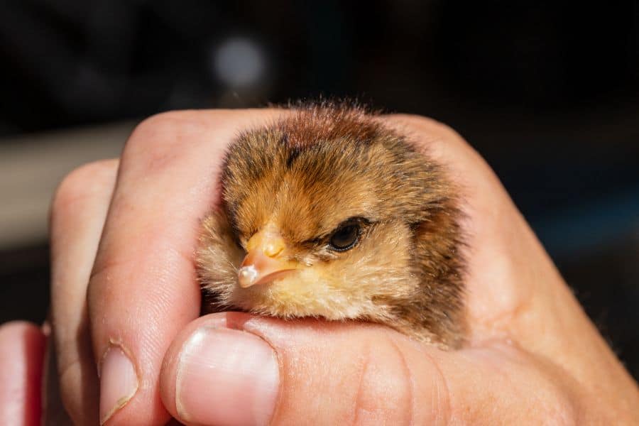 egg tooth chicken