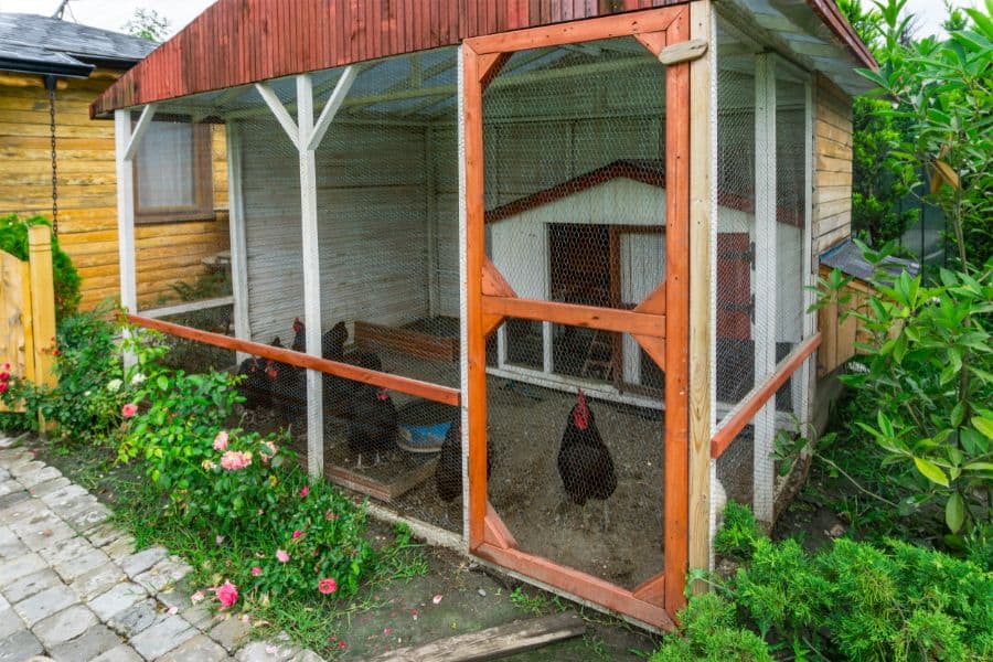 how much space do chickens need