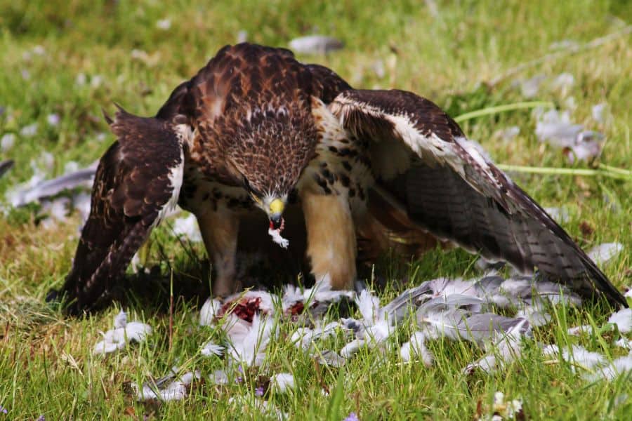 how to keep hawks away from chickens