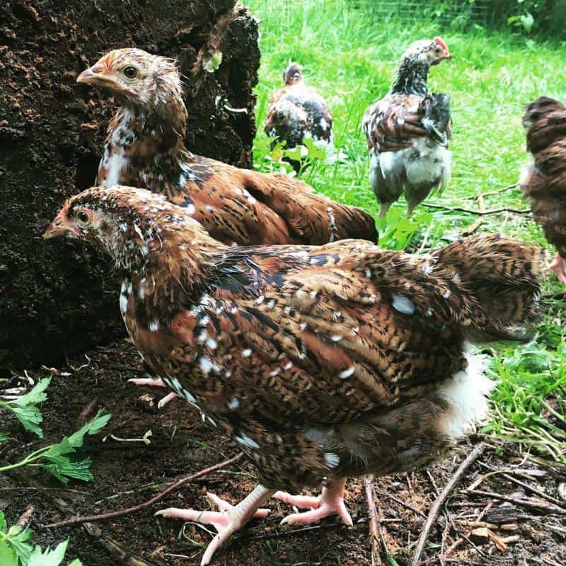 jubilee orpington chicks
