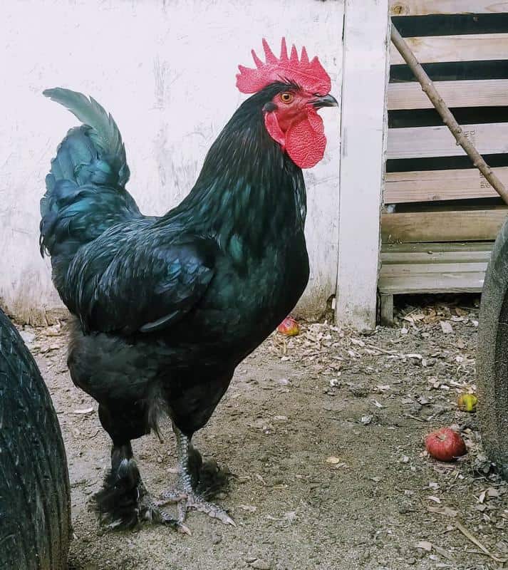 mystic maran chicken