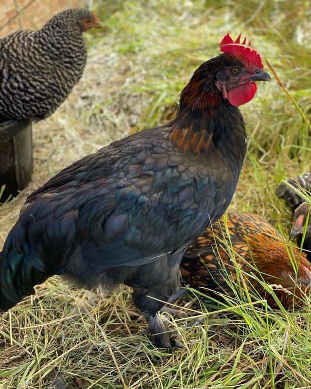 mystic maran rooster