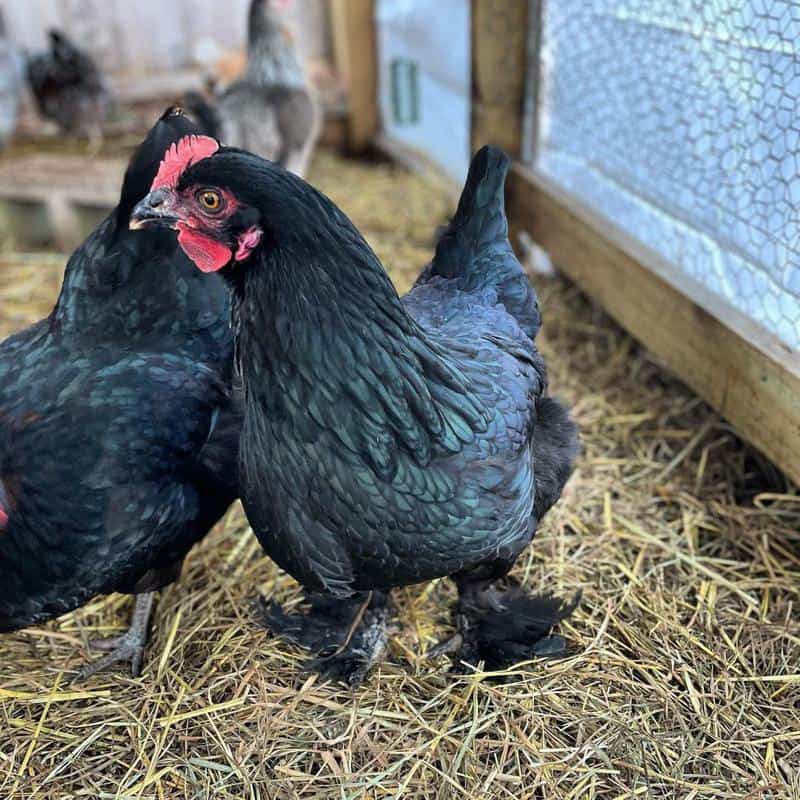 mystic marans