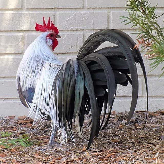 phoenix chicken