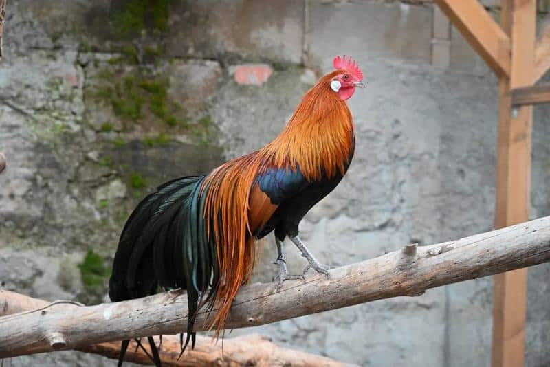 phoenix rooster 1