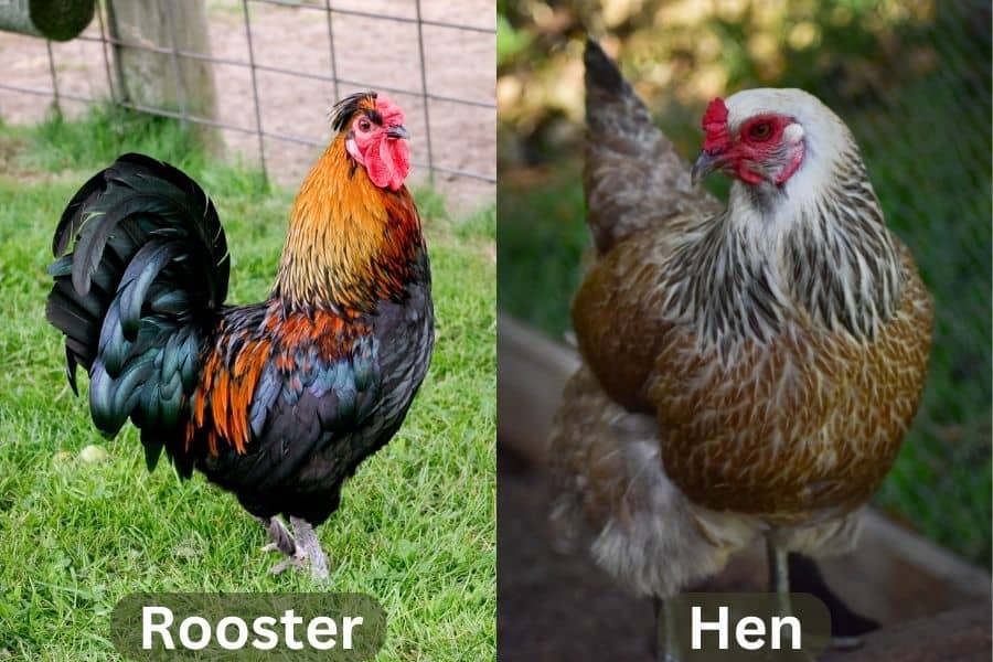 Ameraucanas Rooster and Hen
