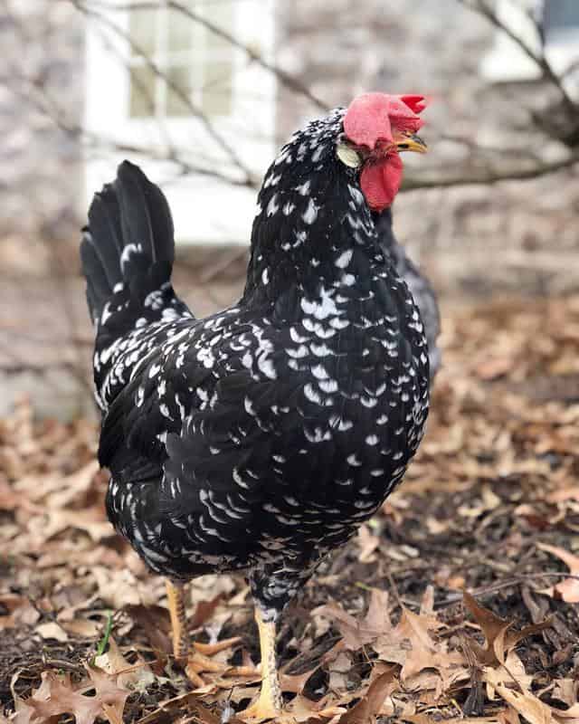 Ancona Chicken