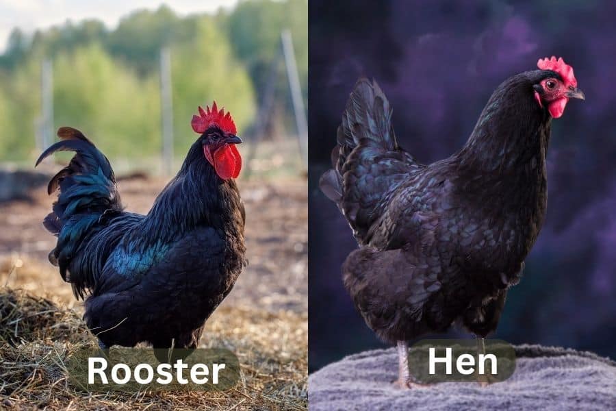 Australorps Rooster and Hen