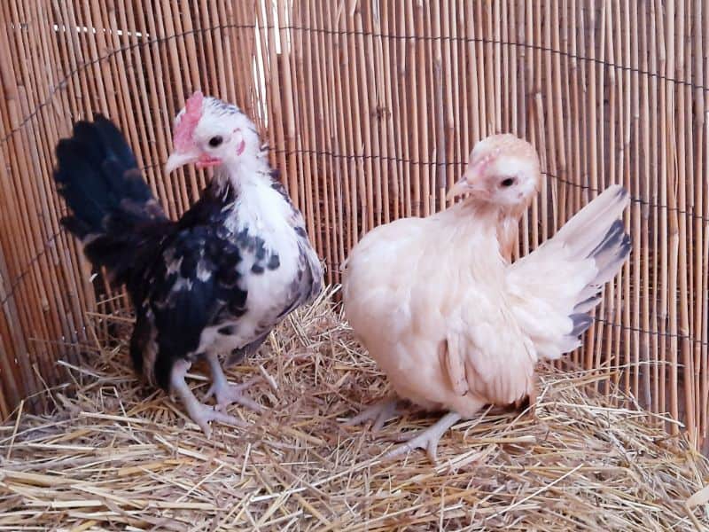 Baby Sebright Chicken