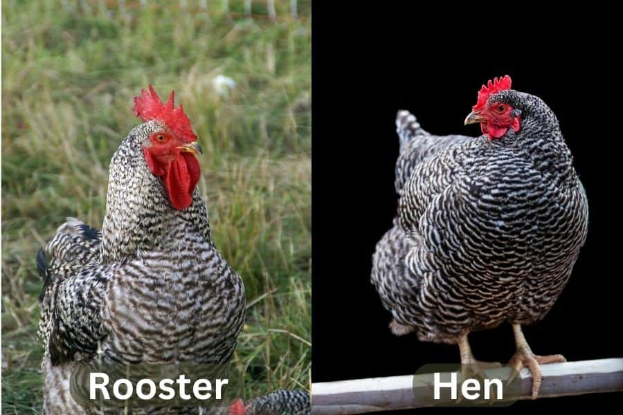 Barred Rock Rooster and Hen