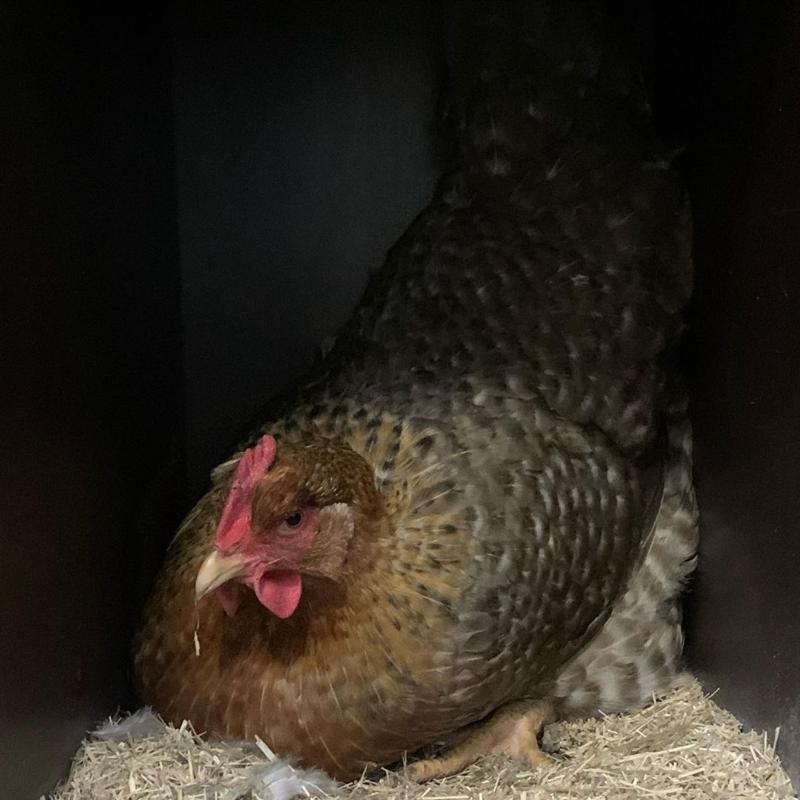 Bielefelder Chicken Laying Egg