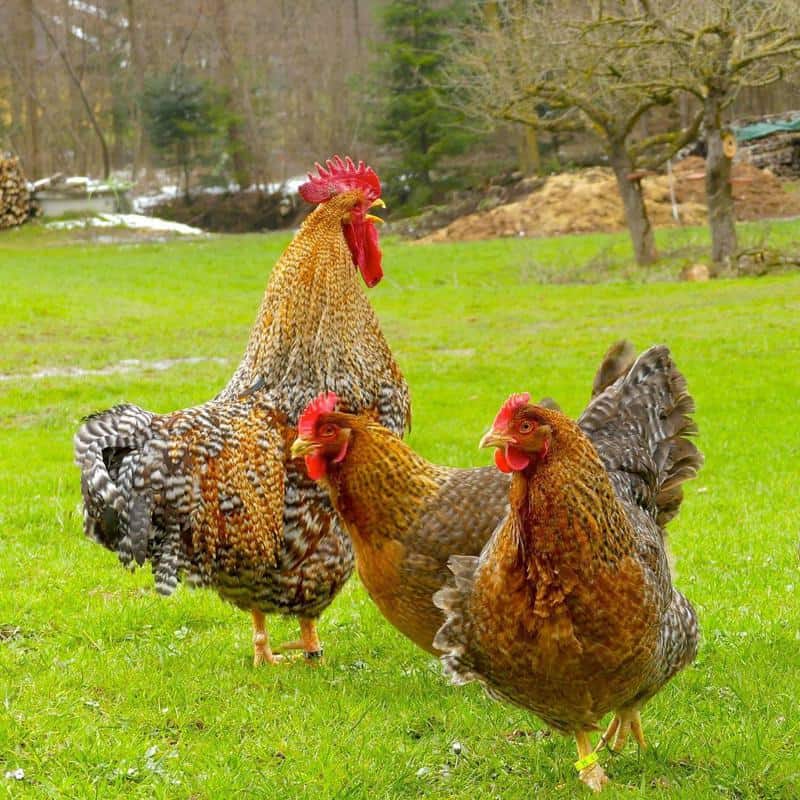 Bielefelder Chickens