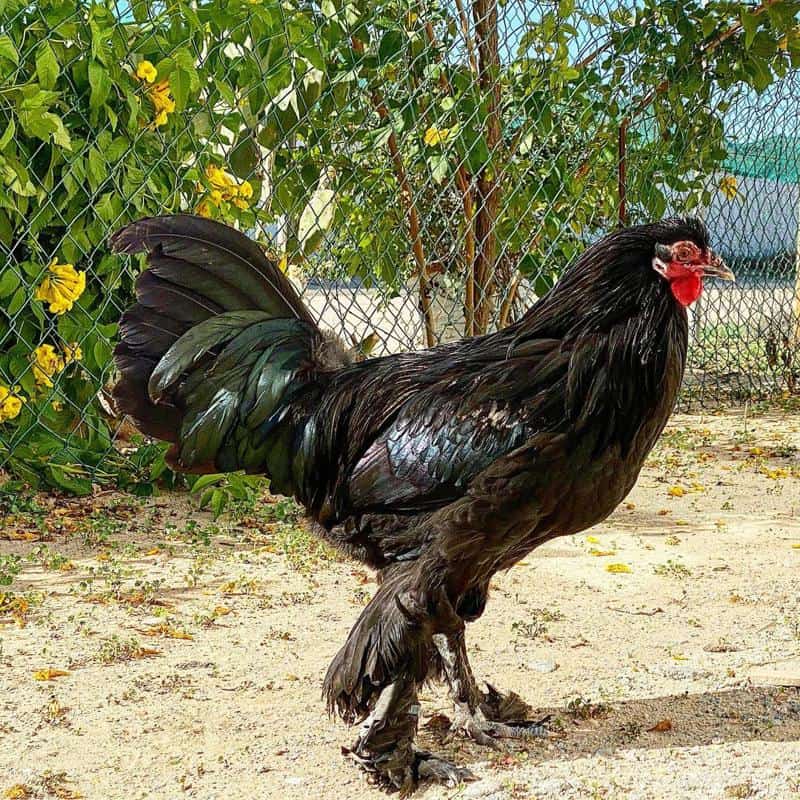 Black Breda Chicken