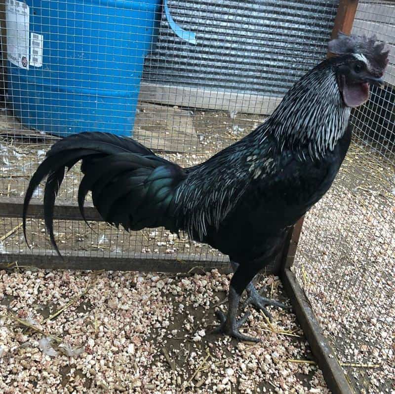 Black Hmong Chicken