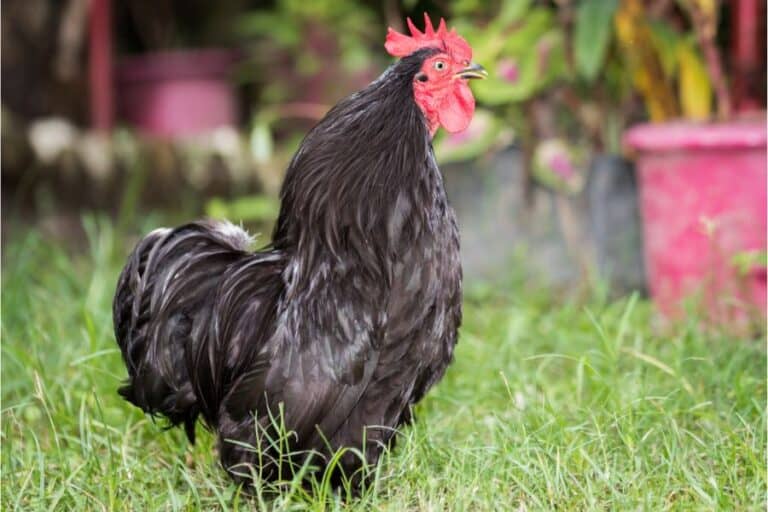 21 Types of Black Chicken Breeds (With Pictures)