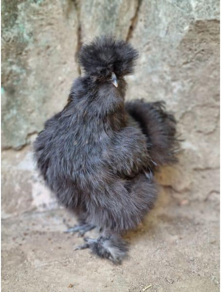 Black Silkie