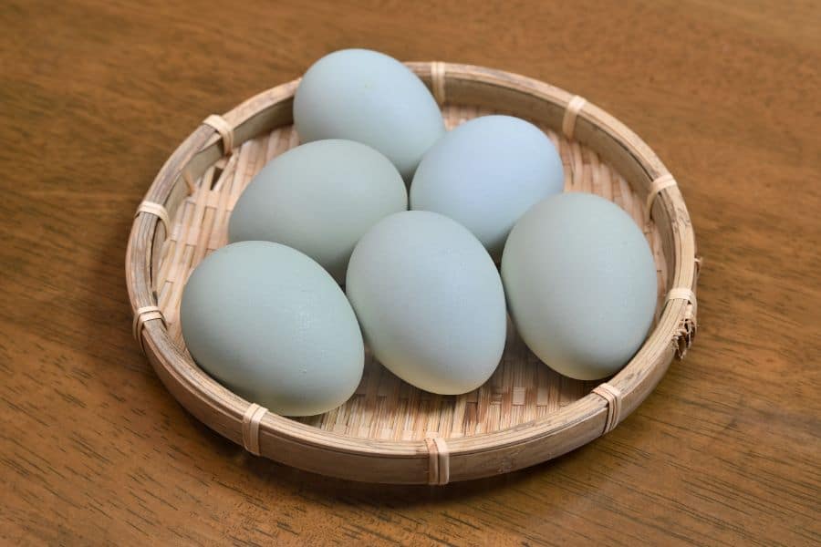 Blue Eggs