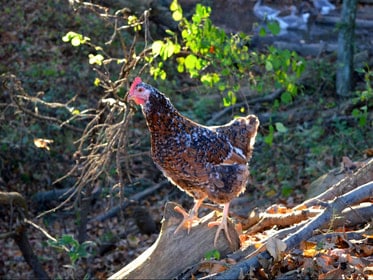 Blue House Farm