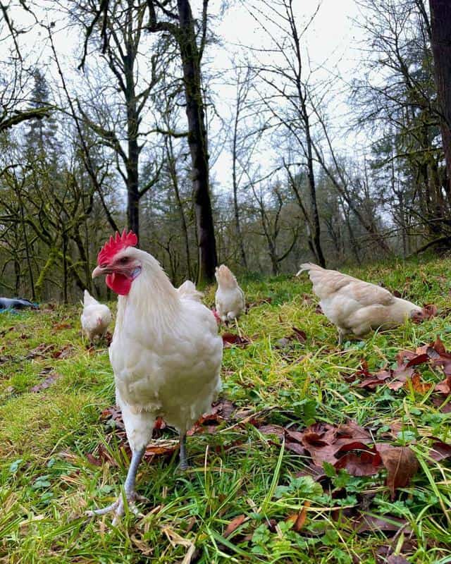 Bresse Chickens in The Yard