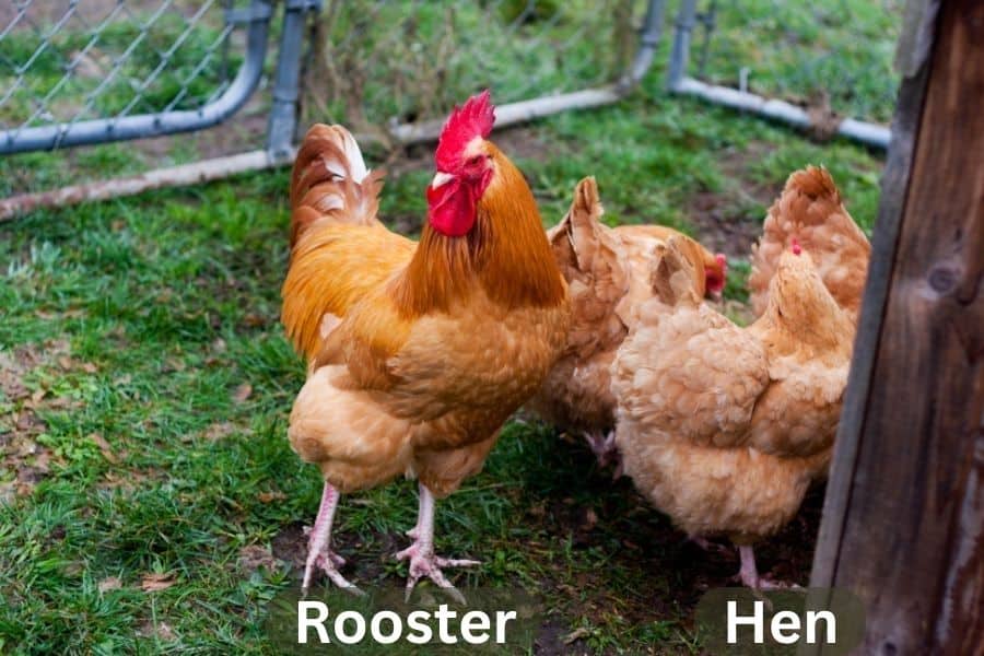 Buff Orpingtons Rooster and Hen