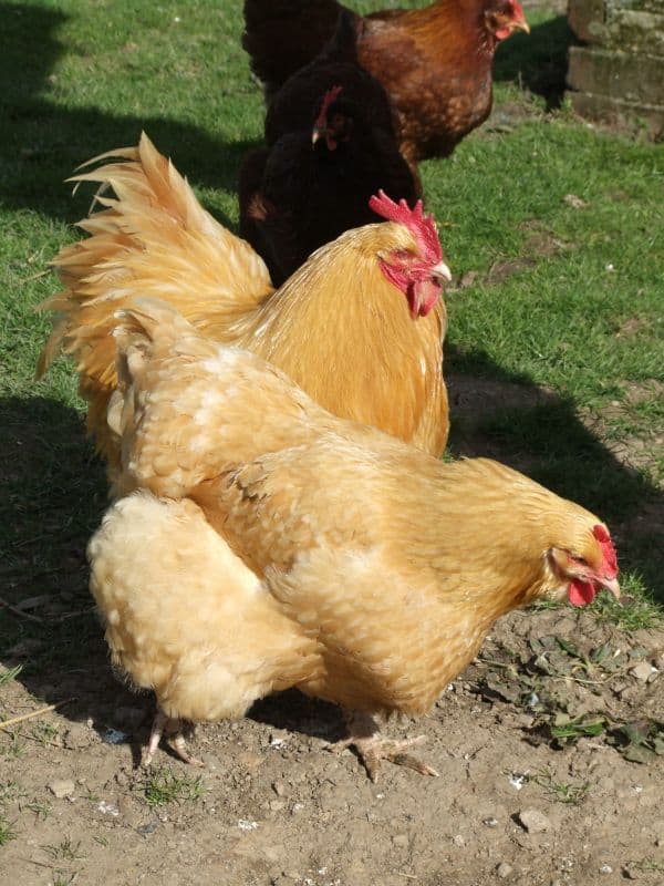 Top 9 Friendliest Chicken Breeds