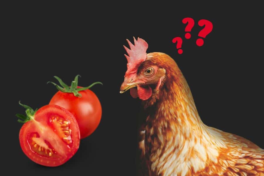 Can Chickens Eat Tomatoes