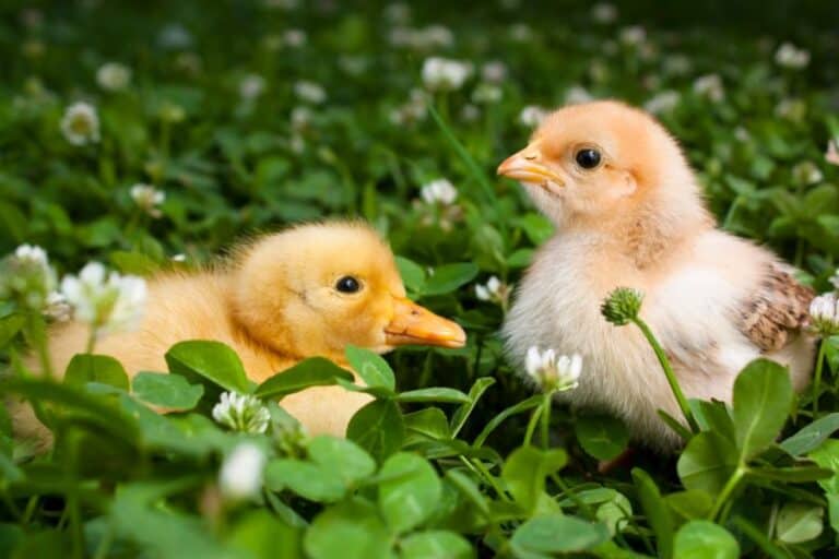 Can Ducks and Chickens Live Together? Coop, Food, & More
