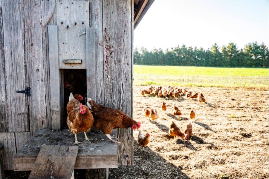 Chicken Coop Sliding Door