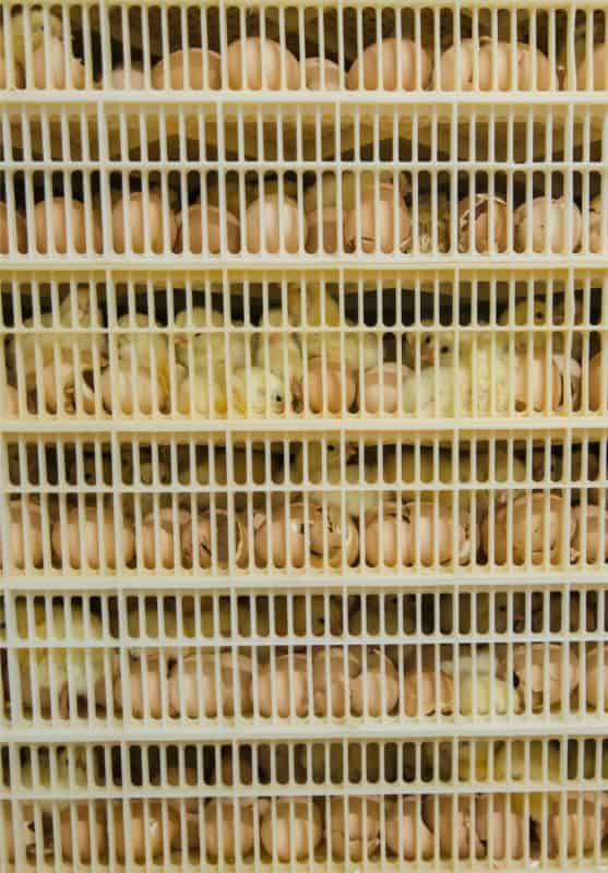 Chicken Hatchery