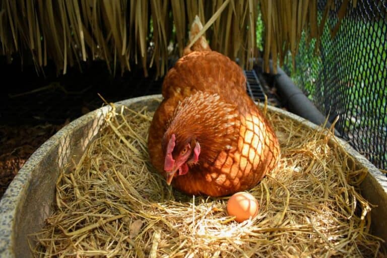 10 Best Egg Laying Chickens
