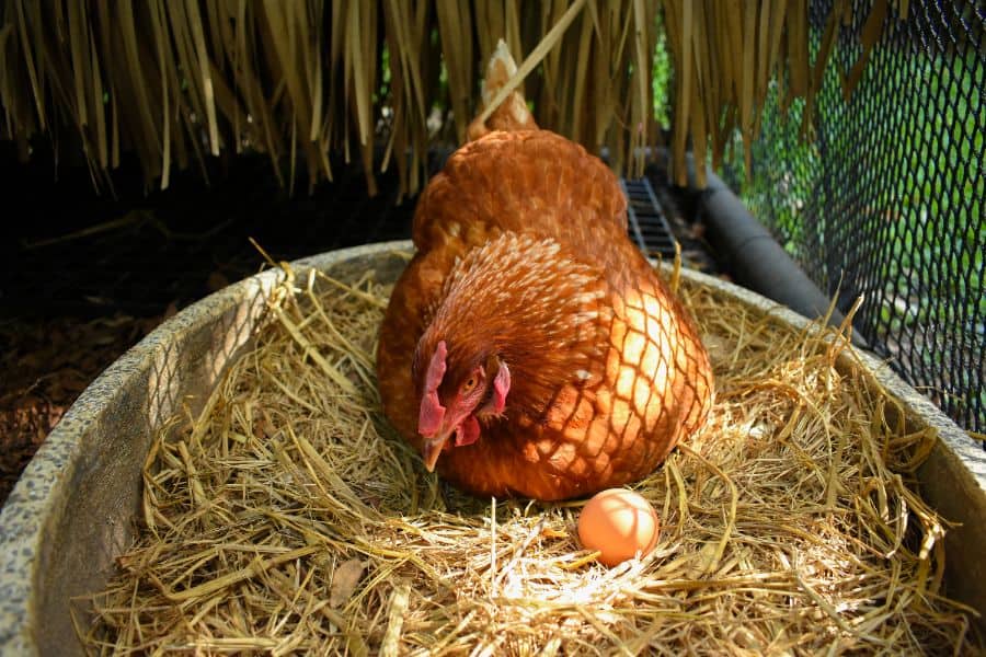 Chicken Laying Eggs