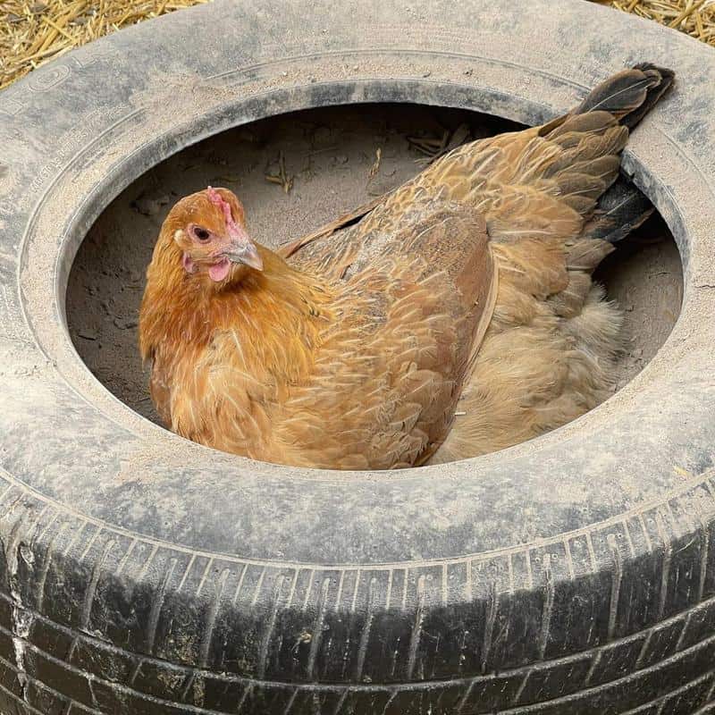 Chicken dust bath in large tire