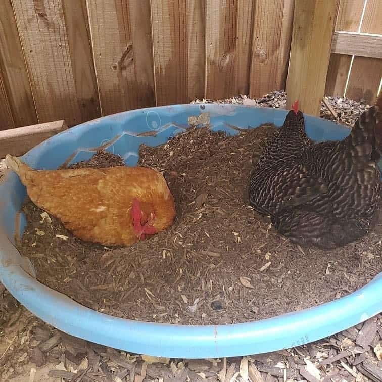 Chicken dust bath with top soil and firewood ash