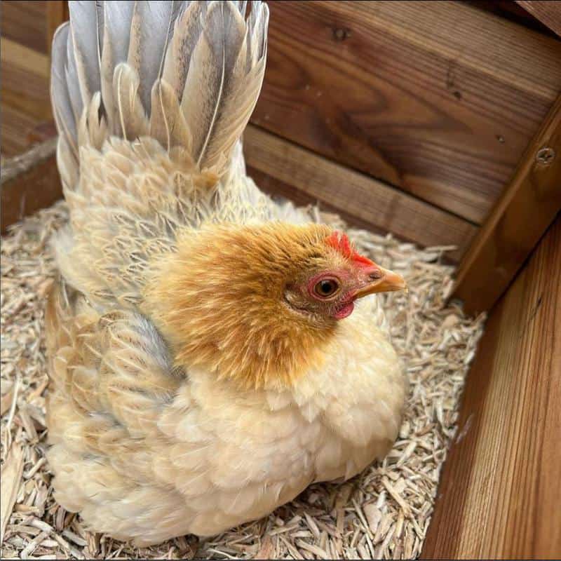 Chicken on Wood Shavings