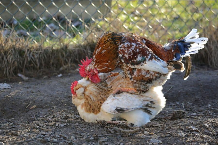 Chickens Mating