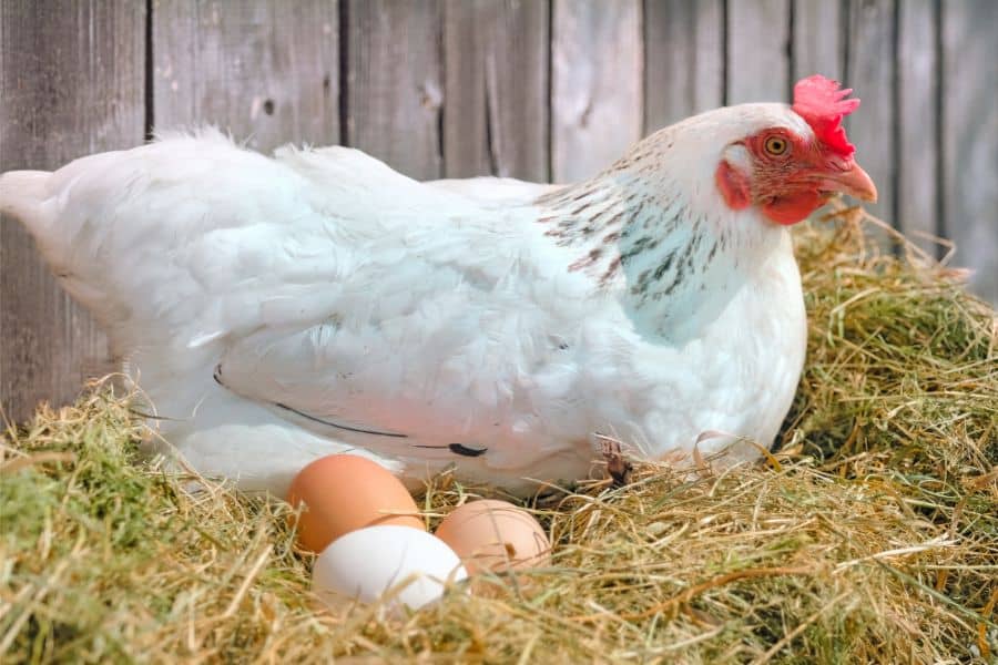 Chickens in The Hay Nest