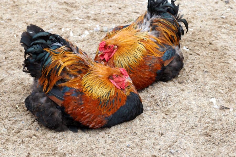 Chickens on Sand