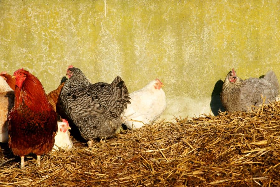 Chickens on Straw