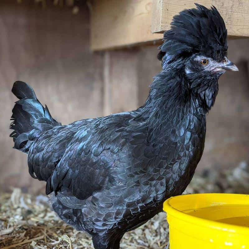 Crèvecœur Chicken