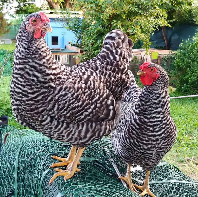 Dominique Chickens