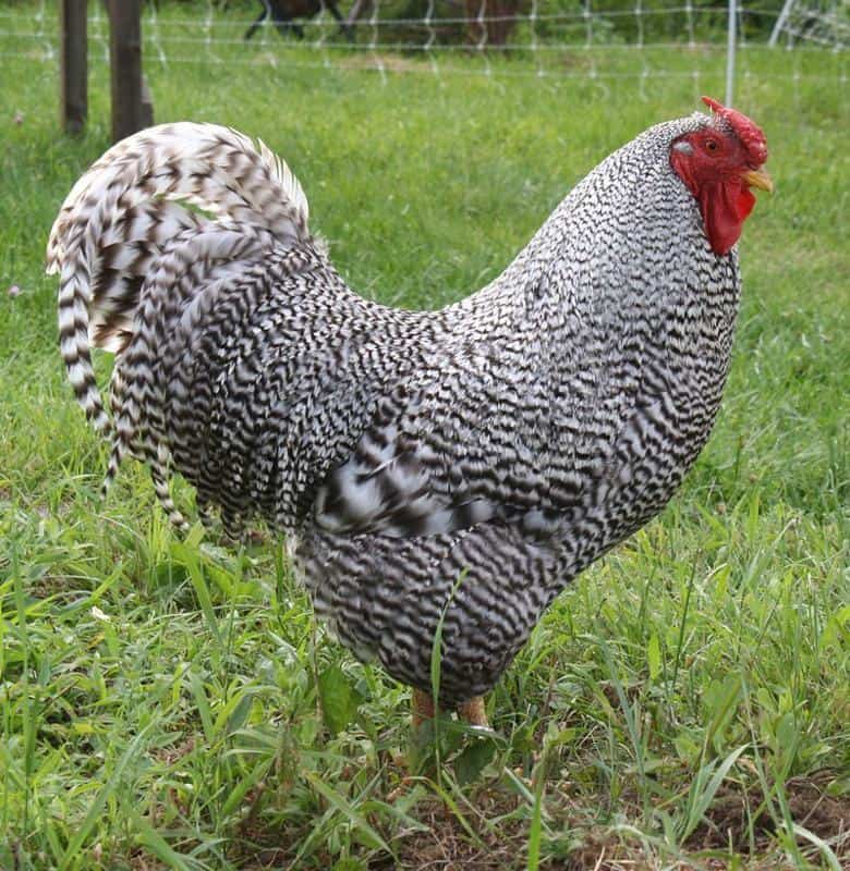 Dominique Rooster