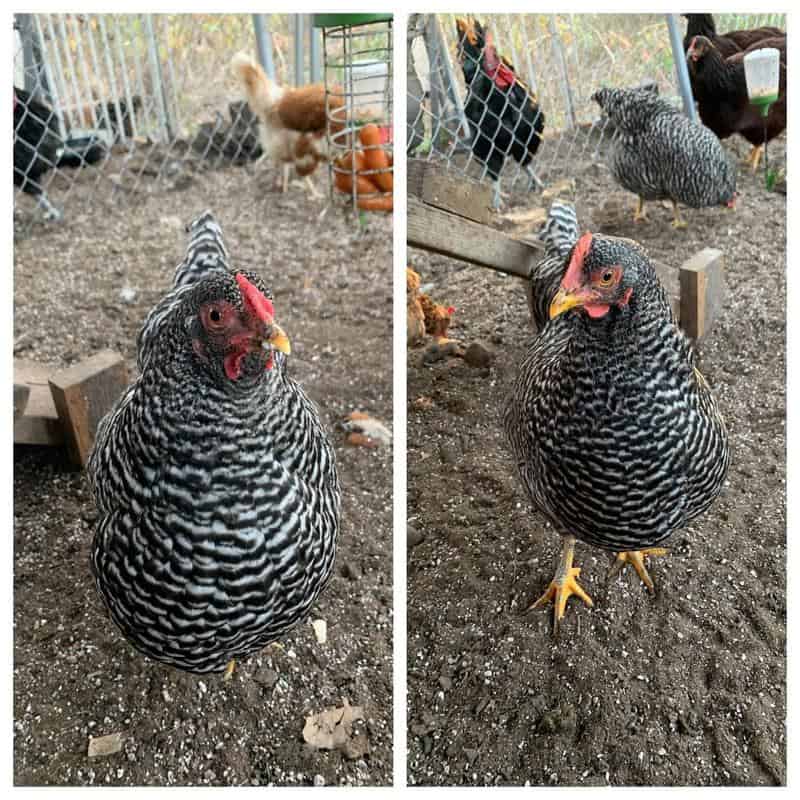 Dominiques vs Barred Rocks