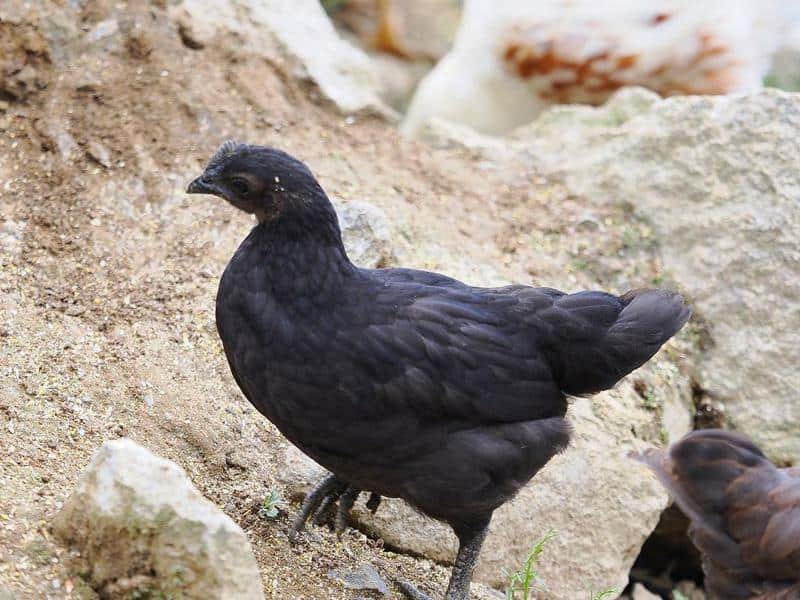 DongXiang Chicken