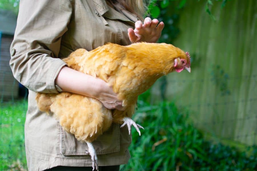 Friendliest Chicken Breeds