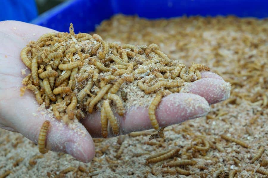 How to Raise Your Own Mealworms