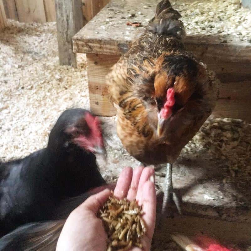 In What Form Are Mealworms Fed to Chicken