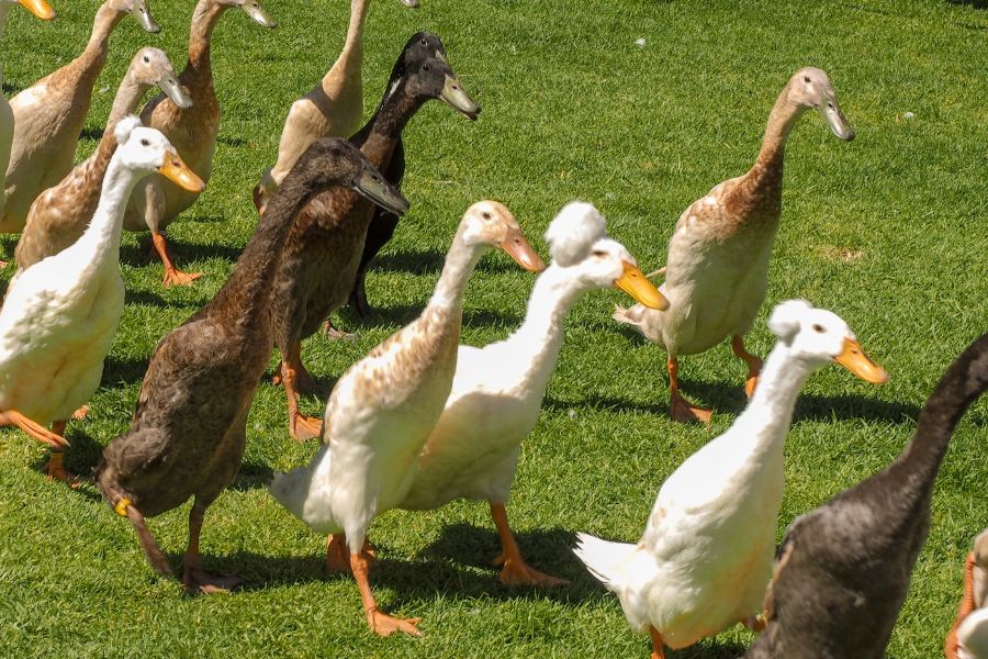 Indian Runner Duck